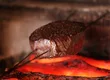 神戸牛炉窯炭焼ステーキ銀座一宮 1